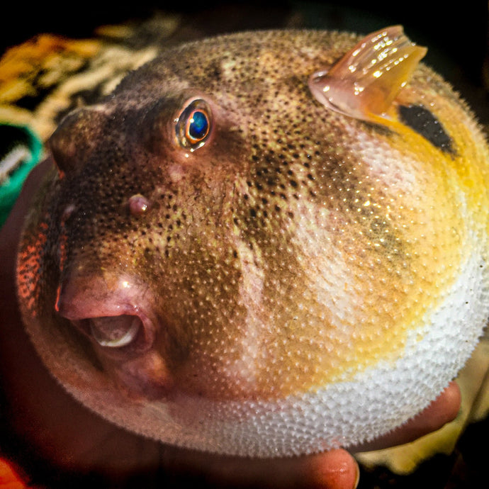 16 x 16 Blowfish - Matthew Raynor Photography